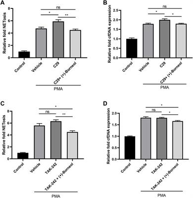 (+)-Borneol inhibits the generation of reactive oxygen species and neutrophil extracellular traps induced by phorbol-12-myristate-13-acetate